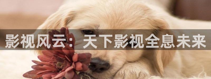 电影网麻豆：影视风云：天下影视全息未来